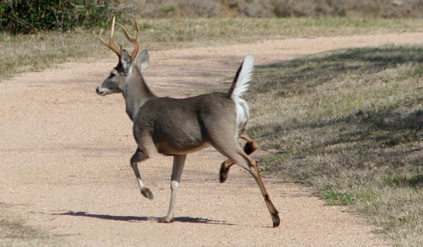 Deer out for a Walk