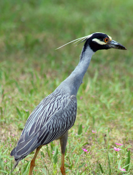 Curious Male Egret