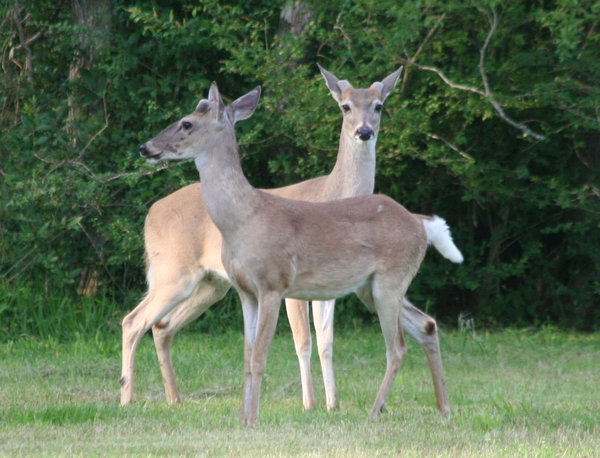 Twin Deer