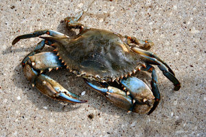 blue crab for sale