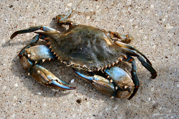 Blue Crab