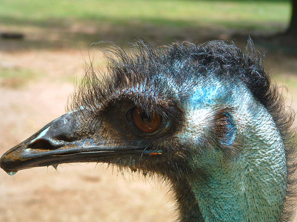 Drooling ugly ostrich