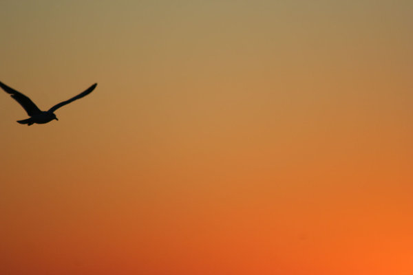 Silhouette of Seagull