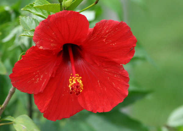 Spring Red Flower