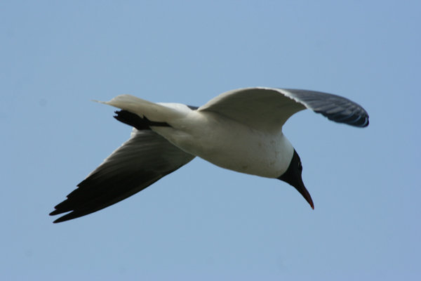 Seagull Flying Low