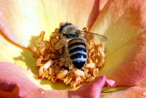 Bee: Bee in center of a flower