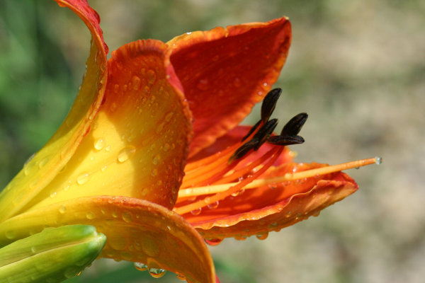 Orange Wet Flower