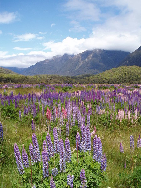 Lupins in the valley