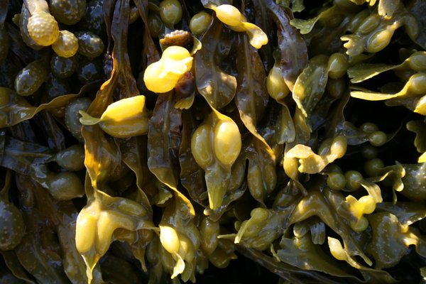 East Coast Seaweed