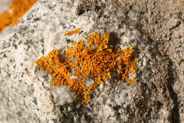 Lichen on Granite 1