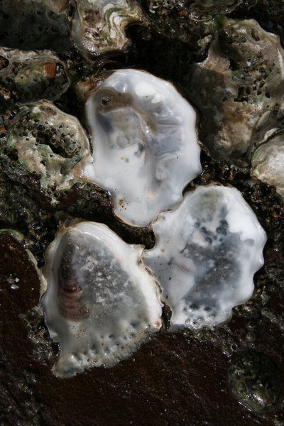 Oysters 2
