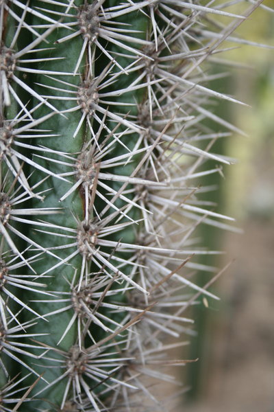 Cactus Macro 1