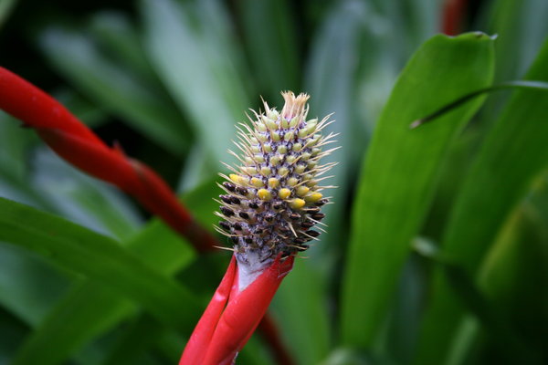 Flower Bud: Taken in the Auckland Winter Gardens.
