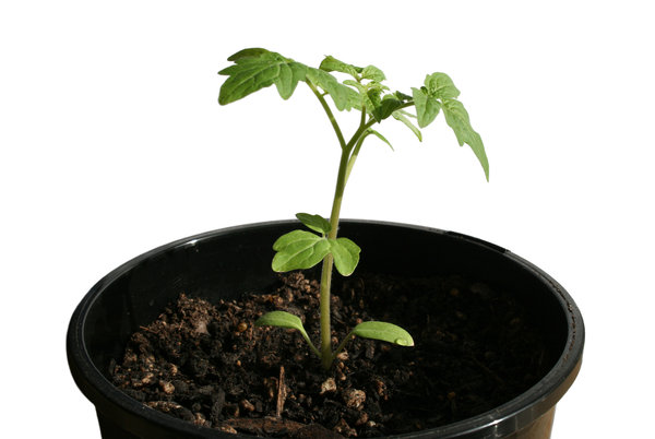 New Tomato Plant 1