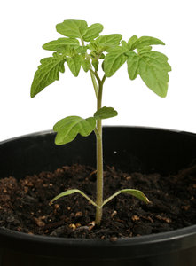 Nova planta de tomate 2