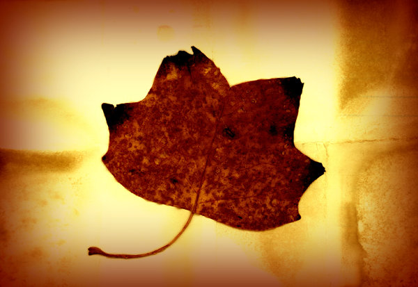 Leaf on Card