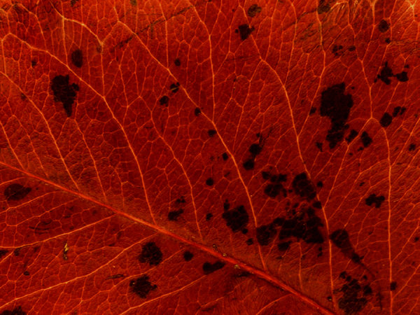 Leaf Detail 3