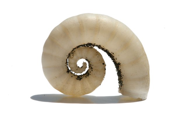 Sea Shells 1: No description