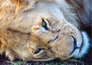 Retrato do leão: 