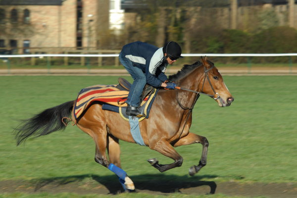 Racehorse 2