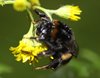 Bee On flower