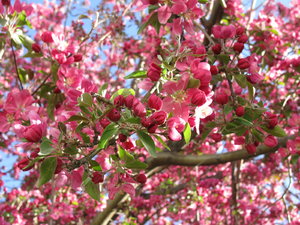 Spring 9: The crab-apple tree and other things blooming in spring of 2008.