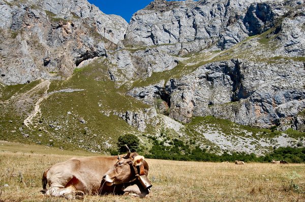 Cow on Spanish meadow
