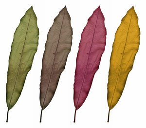 Leaf  Variations