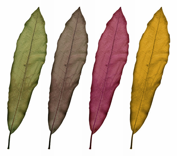 Leaf  Variations: Variations on a leaf.http://www.stockxpert.com ..