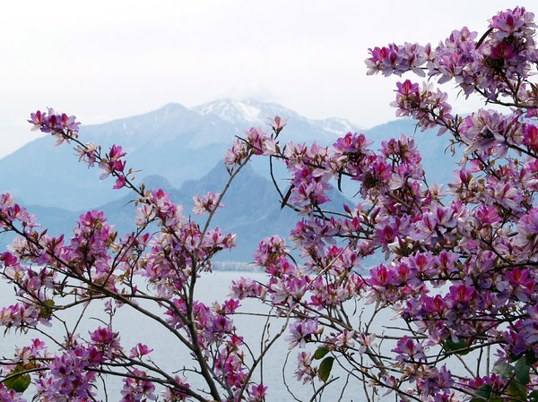 Spring in Antalya: Blossoms an snowy mountains