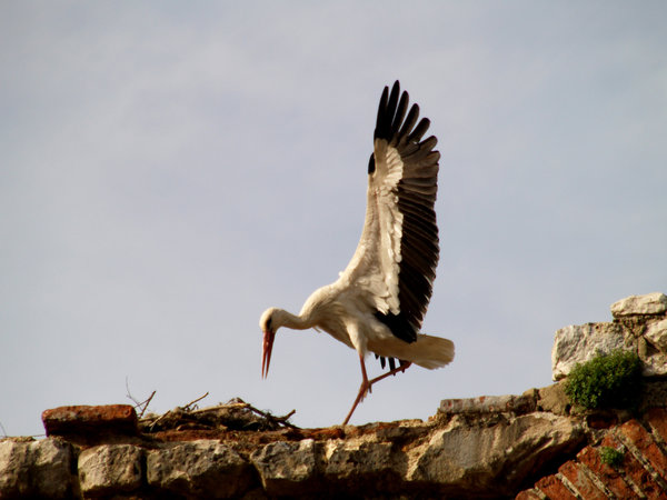 Storks 1