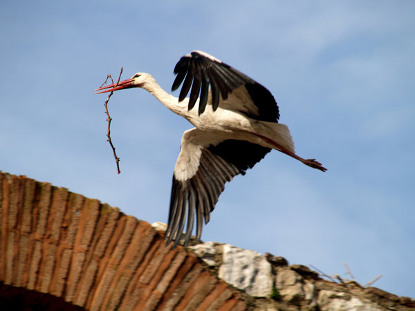 Storks 3