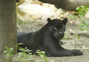 Zwarte jaguar in rust
