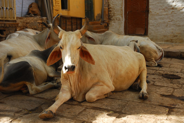 Saint cows resting