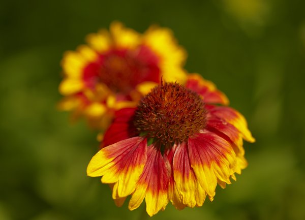 red-yellow Flower