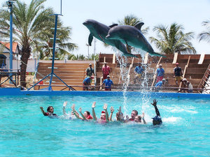 Dolphins: Swimming with the dolphins
