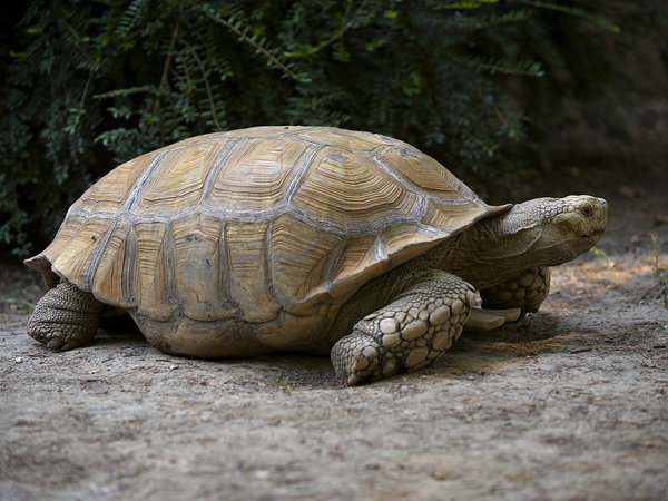 Giant turtle: Giant spurred terrestrial turtle in a zoo