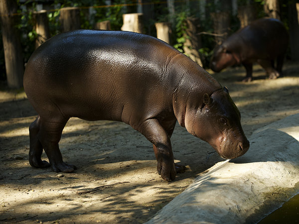 pigmy hippopotamus