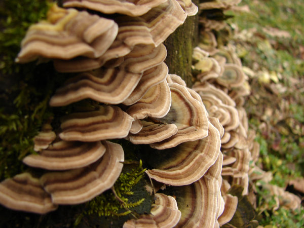 mushroom scala