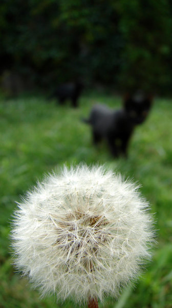 dandelion cat 1