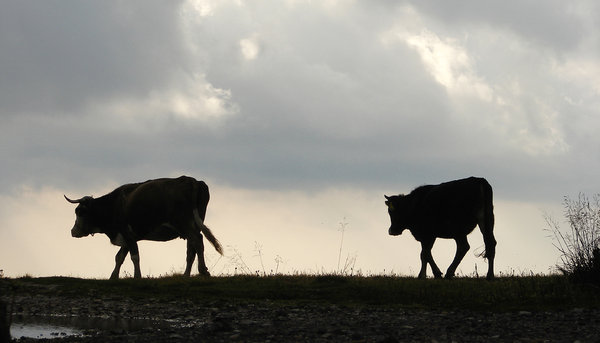 milk way part01 5: cows in the Carpathians, Romania