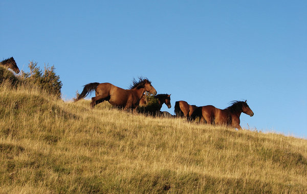 highland horses 2