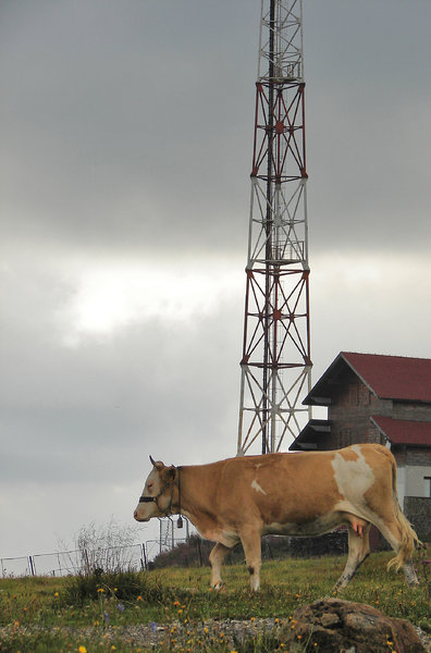 techno cow 2