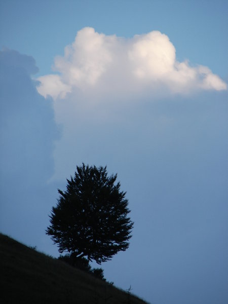 tree in the clouds 2