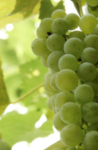 green grape: green grape