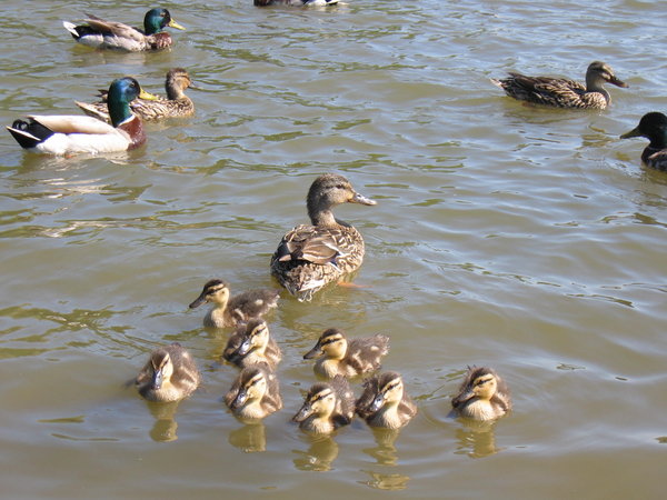 Mother duck and family