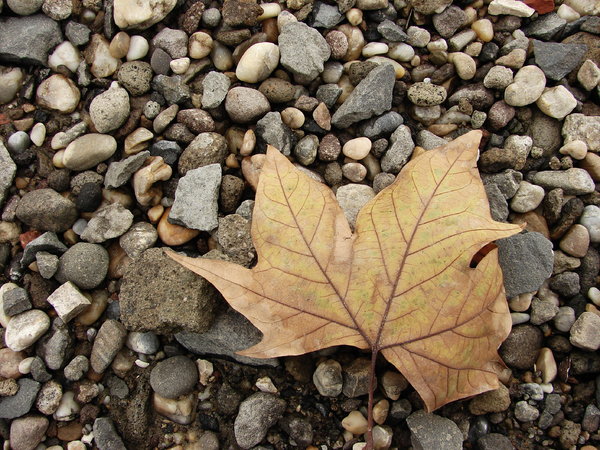 Leaf 1