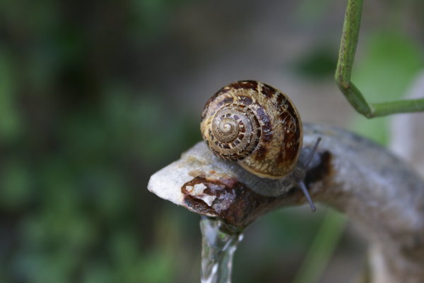 Snail and water