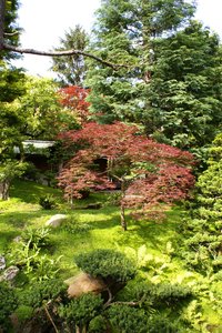 Japanse tuin: 