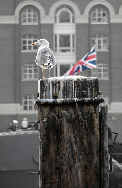London seagull 2
